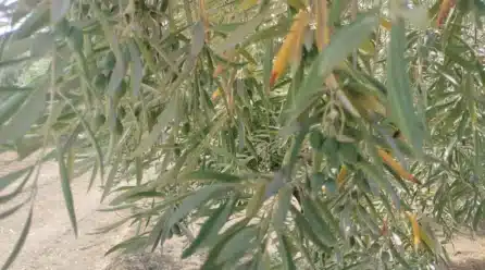 El olivar de secano en Andalucía sufre estrés severo por el calor extremo