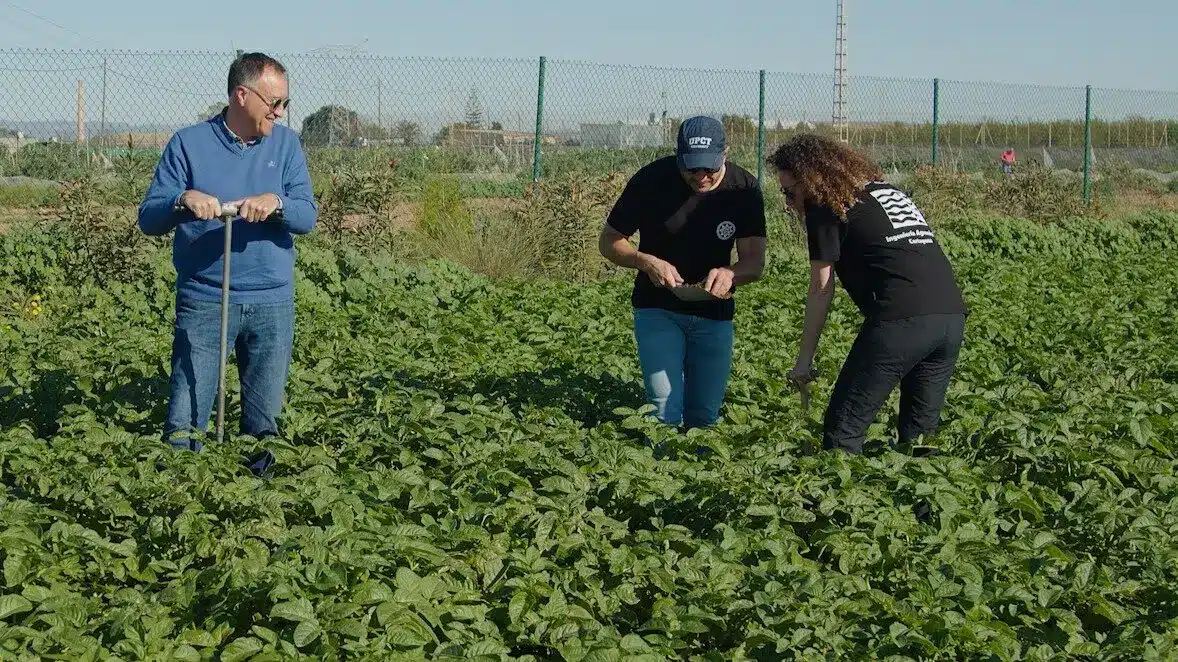 Microorganismos para reducir fertilizantes en el cultivo de patata
