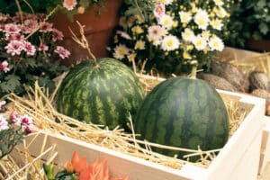 Melón y sandía atraviesan una campaña complicada: buena calidad, pero precios a la baja