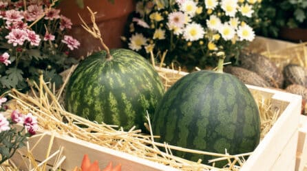 Melón y sandía atraviesan una campaña complicada: buena calidad, pero precios a la baja
