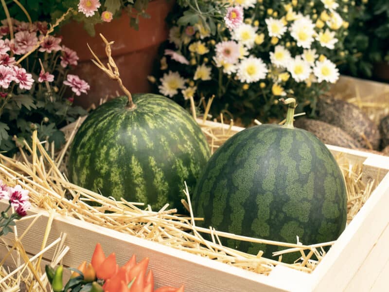 Melón y sandía atraviesan una campaña complicada: buena calidad, pero precios a la baja