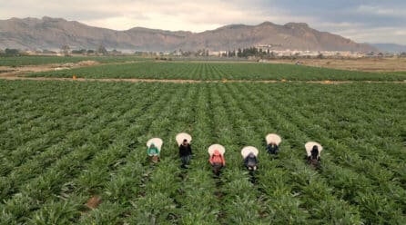 Cítricos, alcachofa, almendro y brócoli lideran la agricultura en la Vega Baja del Segura