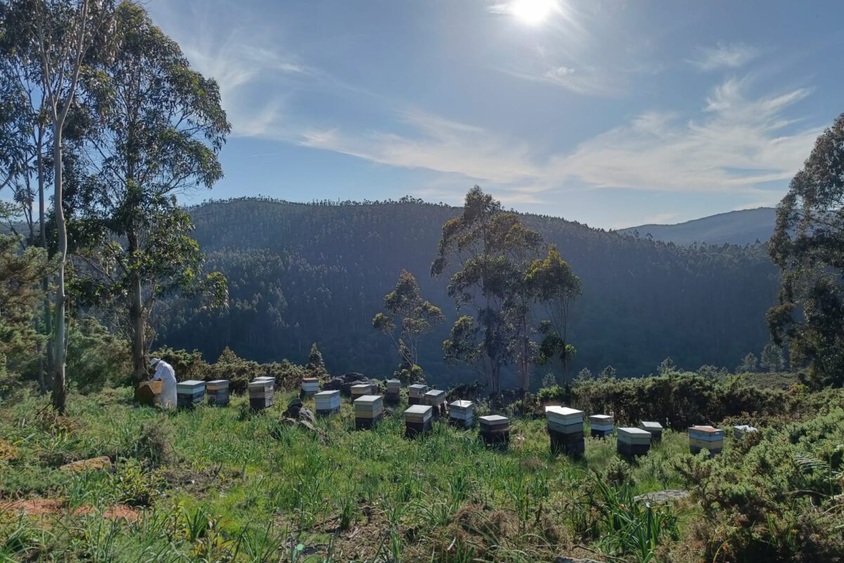Alcampo incorpora dos mieles gallegas con IGP bajo su sello “Cultivamos lo Bueno”