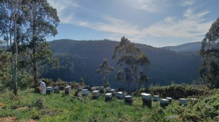 Alcampo incorpora dos mieles gallegas con IGP bajo su sello “Cultivamos lo Bueno”