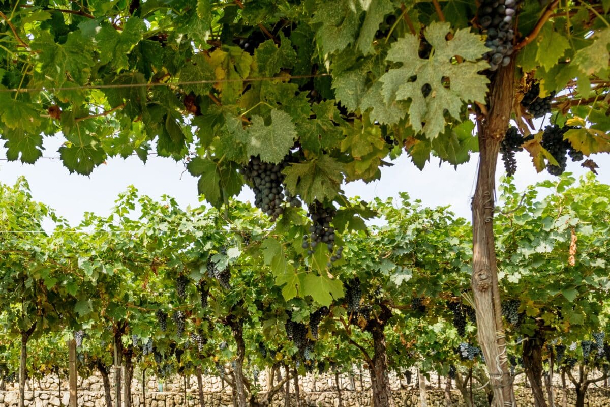 La vendimia 2025 se reduce por el clima, pero deja una uva de gran calidad