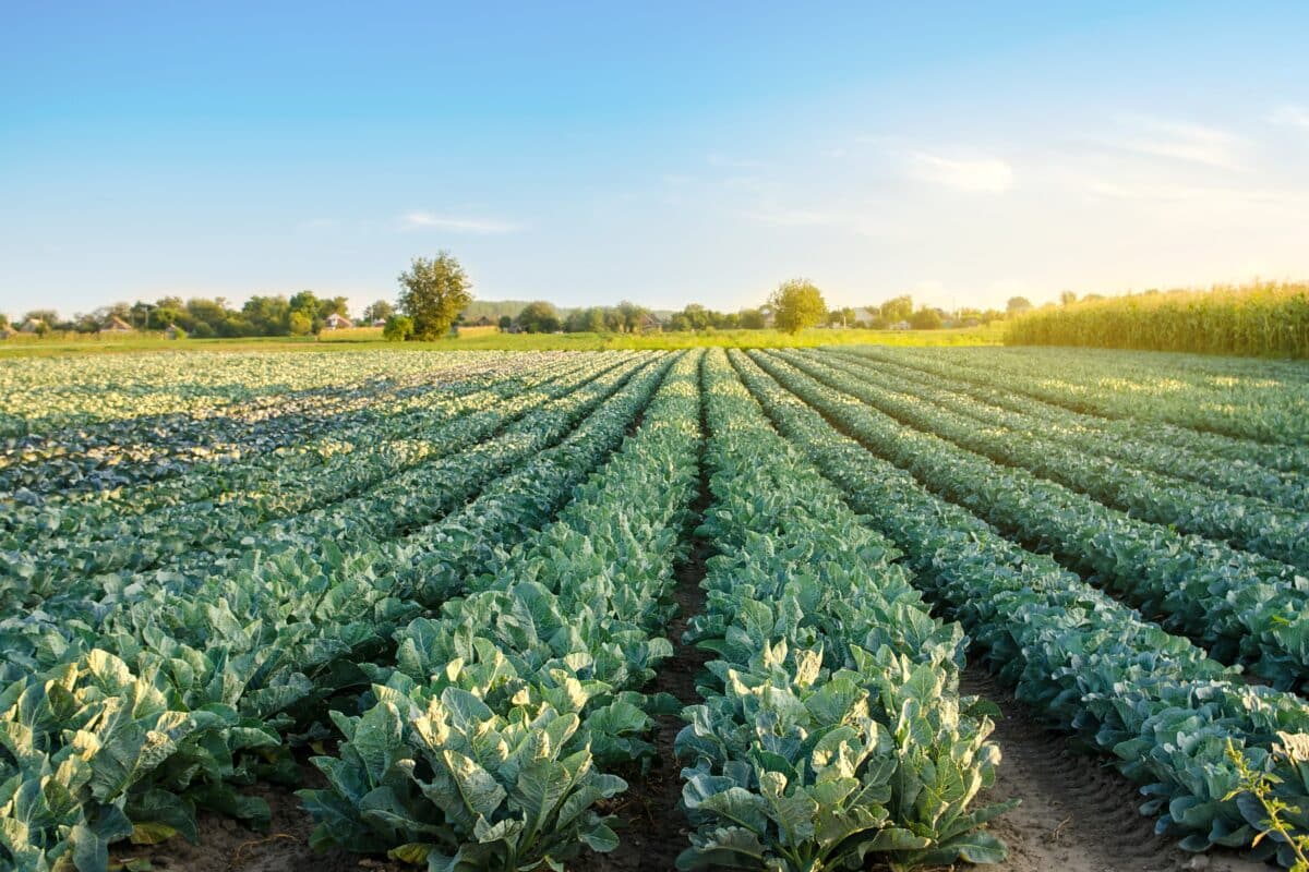Los agricultores españoles recibirán más de 2.500 millones en pagos anticipados de la PAC