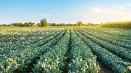 Los agricultores españoles recibirán más de 2.500 millones en pagos anticipados de la PAC