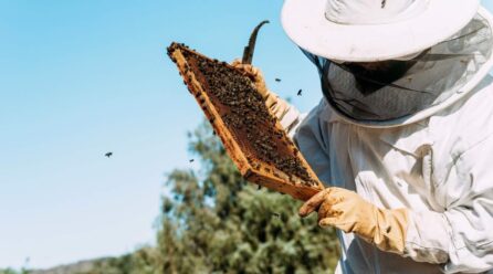 La propuesta de Miel del Pueblo para asegurar calidad en la distribución de miel en España