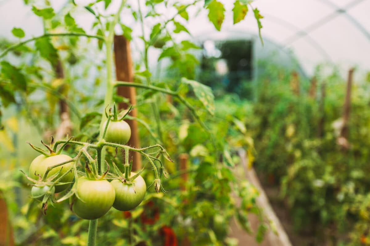 Almería impulsa sus exportaciones agrícolas gracias al avance del control bioclimático