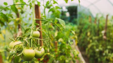 Almería impulsa sus exportaciones agrícolas gracias al avance del control bioclimático