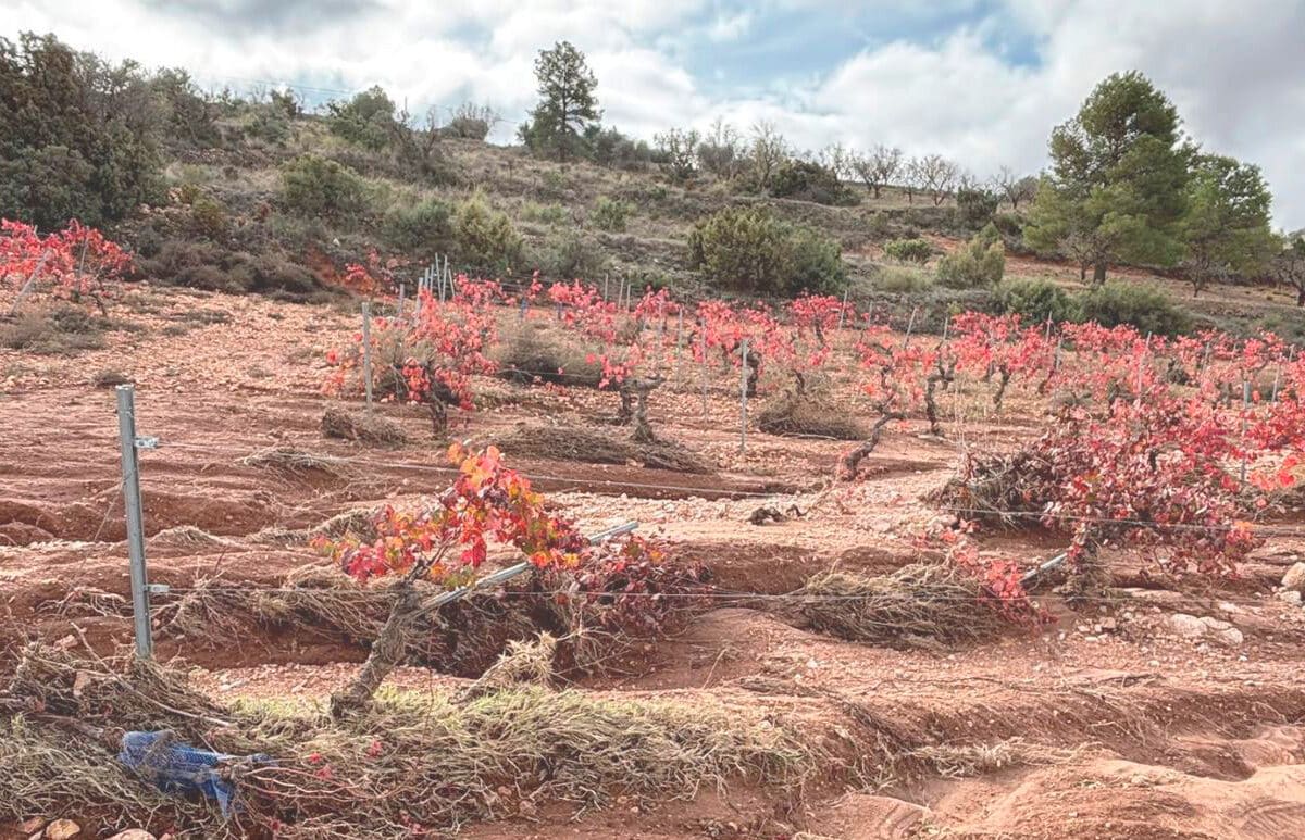 UPA denuncia la supresión de las ayudas para recuperar las explotaciones agrarias afectadas por la DANA de 2024