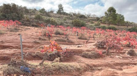 UPA denuncia la supresión de las ayudas para recuperar las explotaciones agrarias afectadas por la DANA de 2024