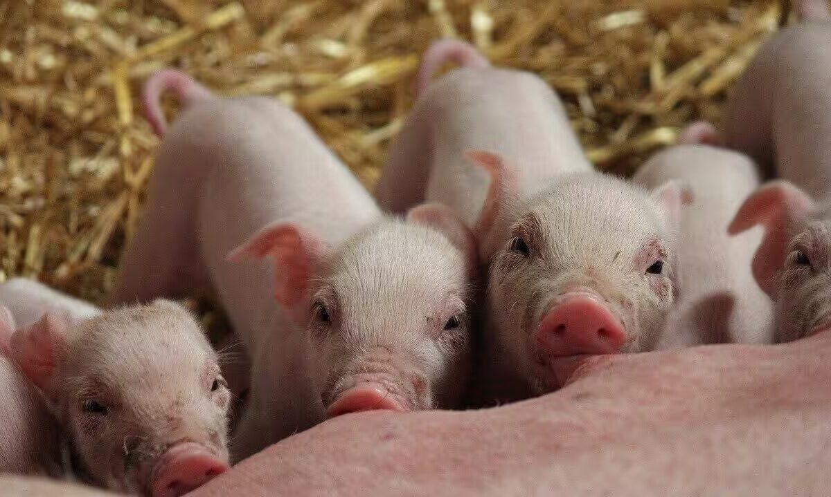 España y China refuerzan su colaboración agroalimentaria con tres nuevos protocolos para los sectores porcino, pesquero y acuícola