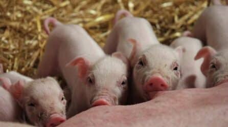 España y China refuerzan su colaboración agroalimentaria con tres nuevos protocolos para los sectores porcino, pesquero y acuícola