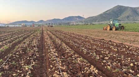El mercado francés de patata frena en seco y exige responsabilidad para 2026