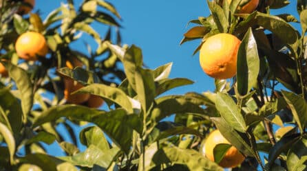 Llegan a los lineales los cítricos con sello IGP Cítricos Valencianos