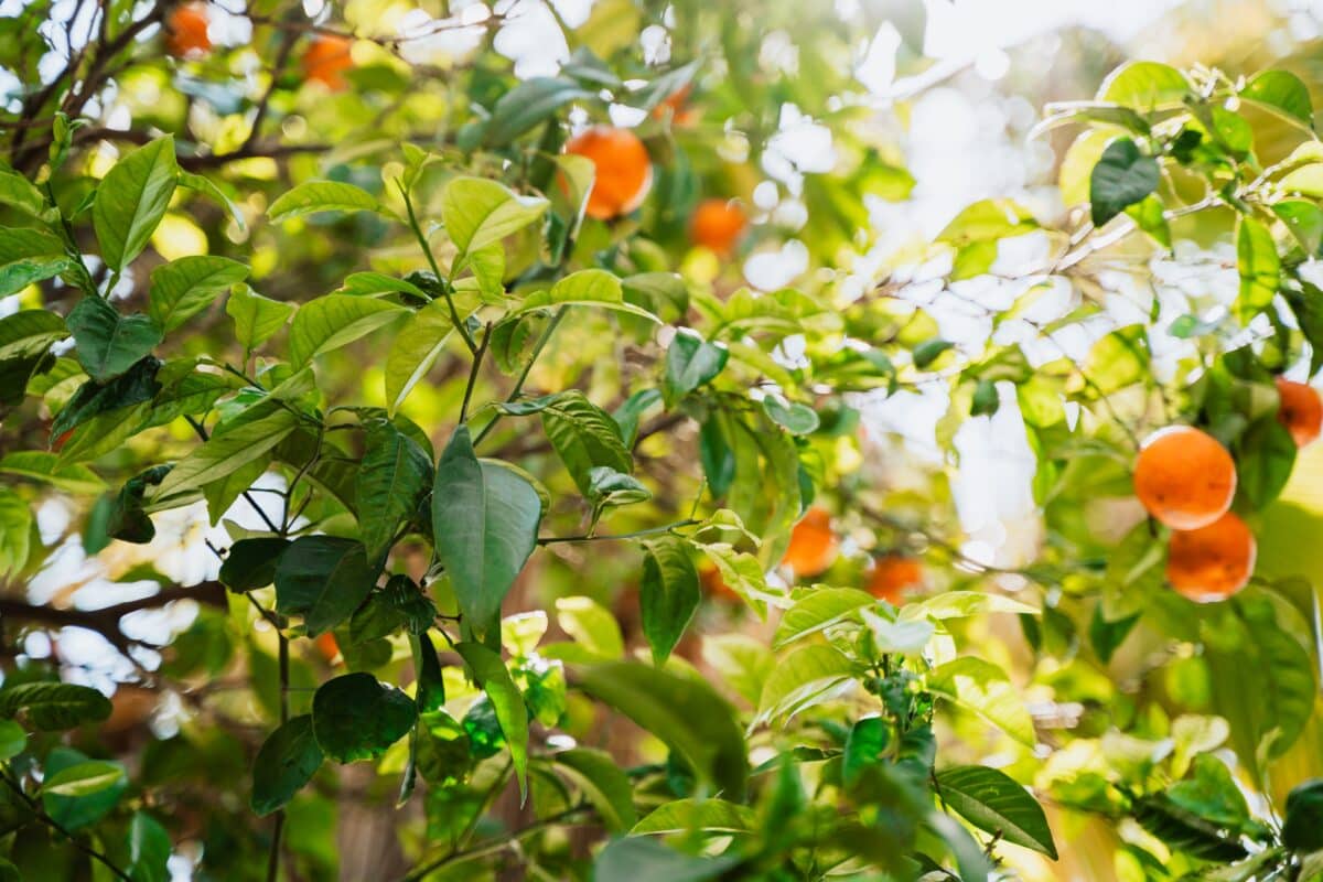 AVA-Asaja alerta en Bruselas de un desplome del 40% en las mandarinas tempranas valencianas por el acuerdo con Sudáfrica