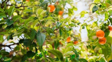 AVA-Asaja alerta en Bruselas de un desplome del 40% en las mandarinas tempranas valencianas por el acuerdo con Sudáfrica