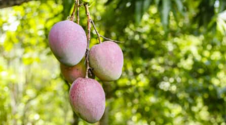 Las exportaciones de frutas tropicales de Granada a Europa crecen un 65% al inicio de campaña