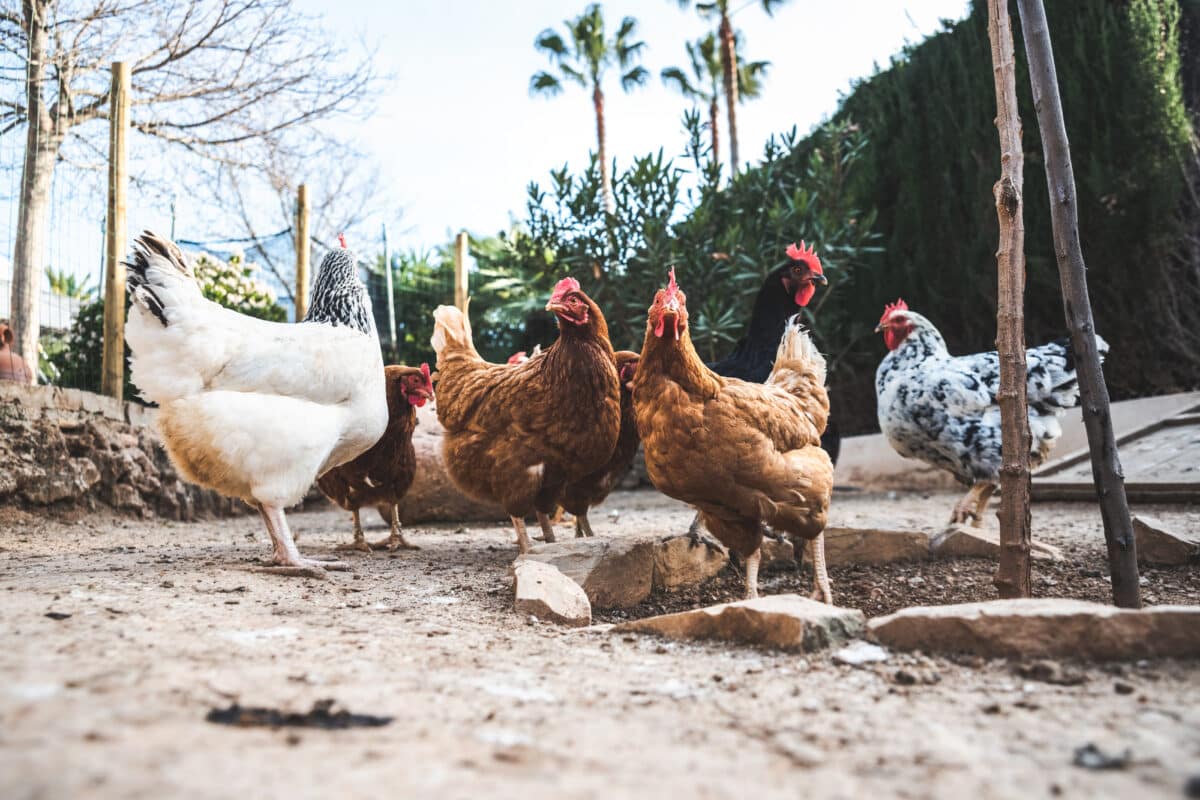 España amplía el confinamiento de todas las aves de corral, también las de autoconsumo, por la gripe aviar