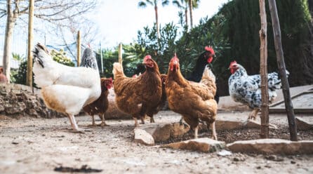 España amplía el confinamiento de todas las aves de corral, también las de autoconsumo, por la gripe aviar