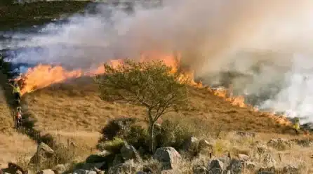 El MAPA destina 27,8 millones de euros a 9.000 agricultores y ganaderos afectados por los incendios del verano