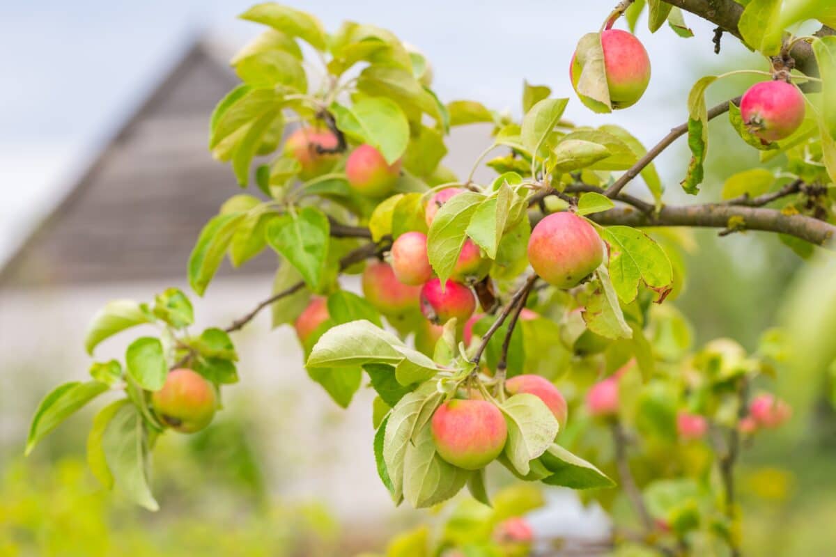 La cosecha europea de manzana y pera mejora respecto a las previsiones iniciales