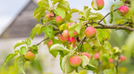 La cosecha europea de manzana y pera mejora respecto a las previsiones iniciales