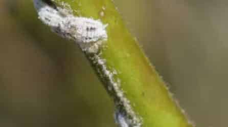 Detectado un nuevo “cotonet” en la Comunitat Valenciana con impacto potencial en hortalizas