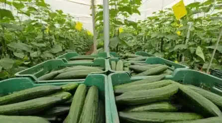 La falta de oferta dispara el precio en origen del pepino de Almería