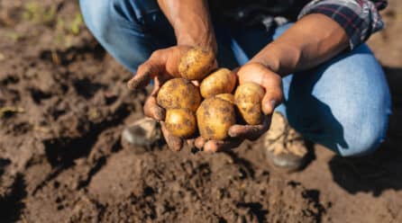 El sector de la patata reclama mayor organización y mejor comunicación para recuperar el consumo