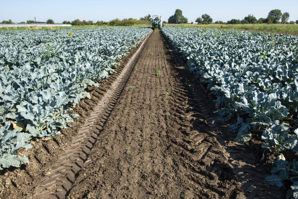 Los agricultores murcianos volverán a movilizarse el 29 de enero bajo el lema “Sobran los motivos”
