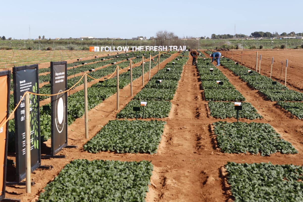 KWS acerca la innovación en espinaca al campo con la primera Leafy PopUp celebrada en Murcia