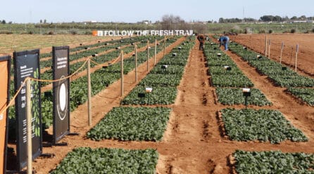 KWS acerca la innovación en espinaca al campo con la primera Leafy PopUp celebrada en Murcia