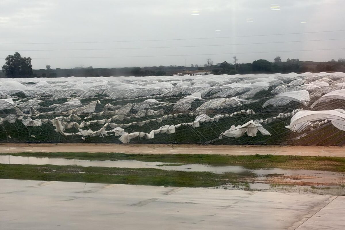 Freshuelva evalúa los daños causados por el carrusel de borrascas y solicita ayudas urgentes para el sector de los frutos rojos