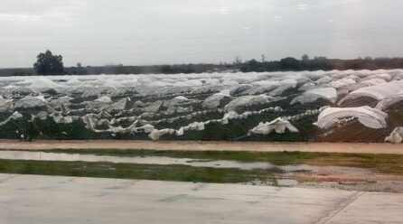 Freshuelva evalúa los daños causados por el carrusel de borrascas y solicita ayudas urgentes para el sector de los frutos rojos