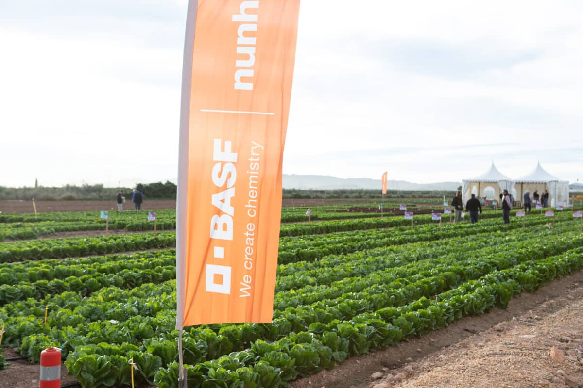 Nunhems refuerza su liderazgo en hoja con nuevas variedades “full resistance” adaptadas a cada zona de cultivo