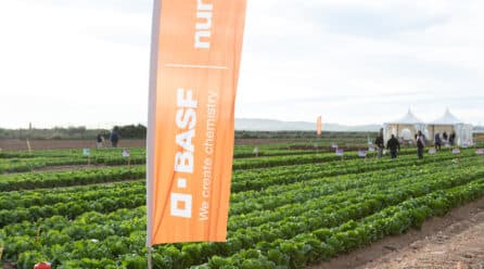 Nunhems refuerza su liderazgo en hoja con nuevas variedades “full resistance” adaptadas a cada zona de cultivo