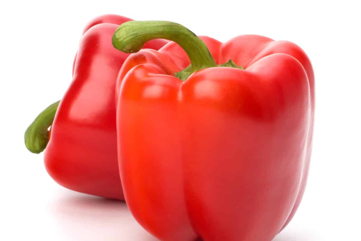 Kostantine F1 impulsa la rentabilidad del pimiento en Murcia con producción continua y alta precocidad