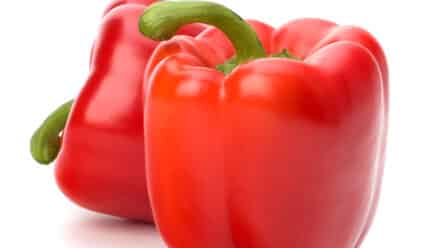 Kostantine F1 impulsa la rentabilidad del pimiento en Murcia con producción continua y alta precocidad