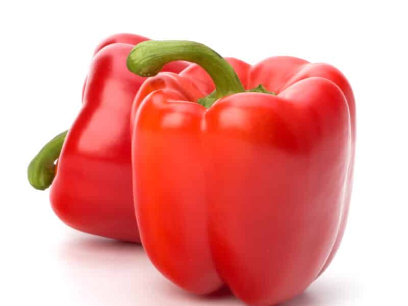 Kostantine F1 impulsa la rentabilidad del pimiento en Murcia con producción continua y alta precocidad